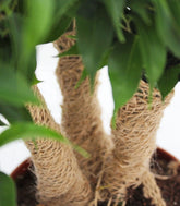 Ficus benjamin -  forest