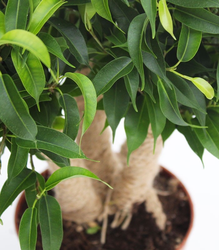 Ficus benjamin -  forest