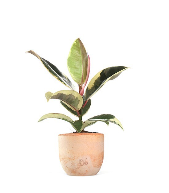 Fico del caucciù - Ficus Tineke