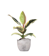 Fico del caucciù - Ficus Tineke