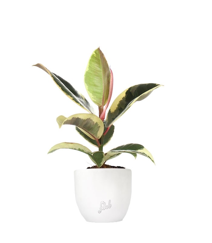 Fico del caucciù - Ficus Tineke