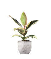 Fico del caucciù - Ficus Tineke