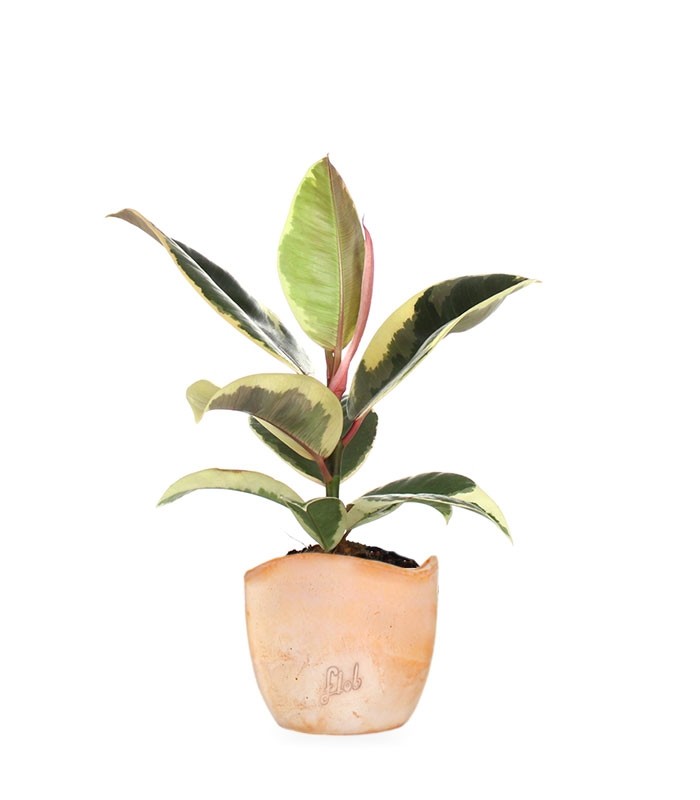 Fico del caucciù - Ficus Tineke