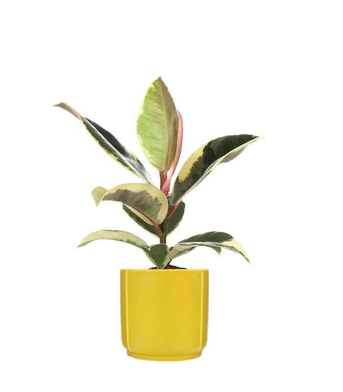 Fico del caucciù - Ficus Tineke
