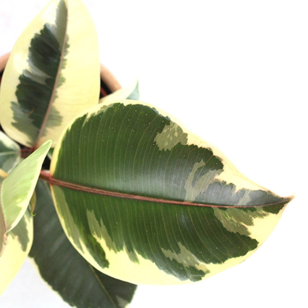 Fico del caucciù - Ficus Tineke