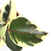 Fico del caucciù - Ficus Tineke