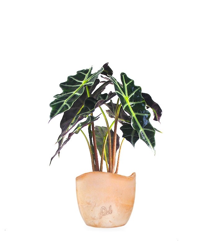 Alocasia