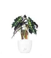 Alocasia