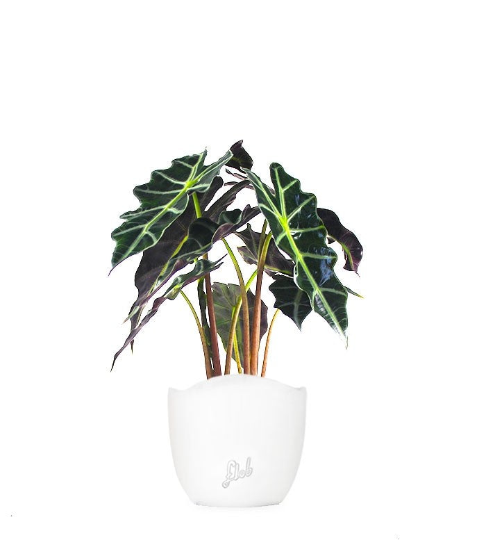 Alocasia