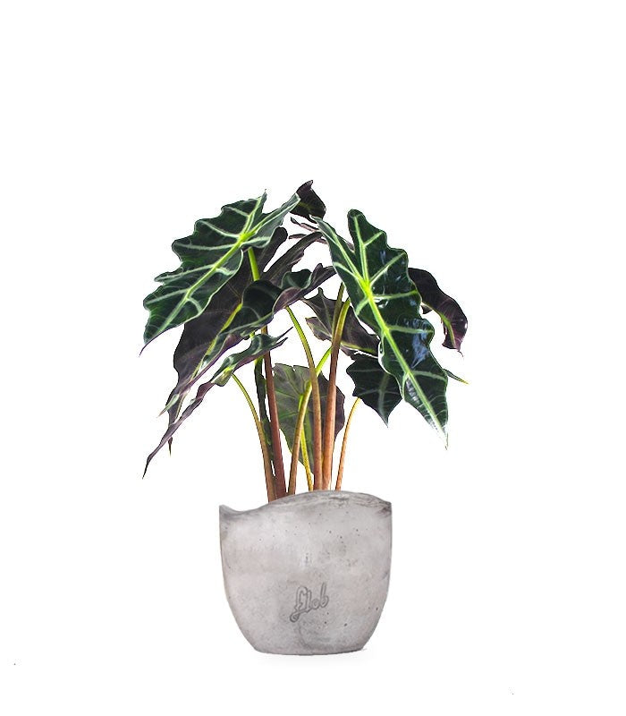 Alocasia