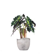 Alocasia