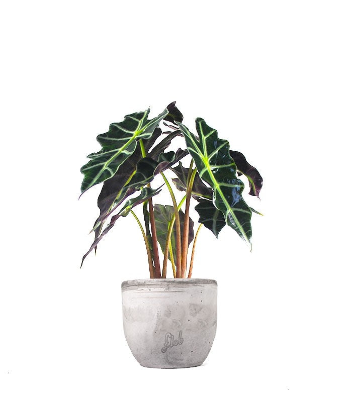 Alocasia
