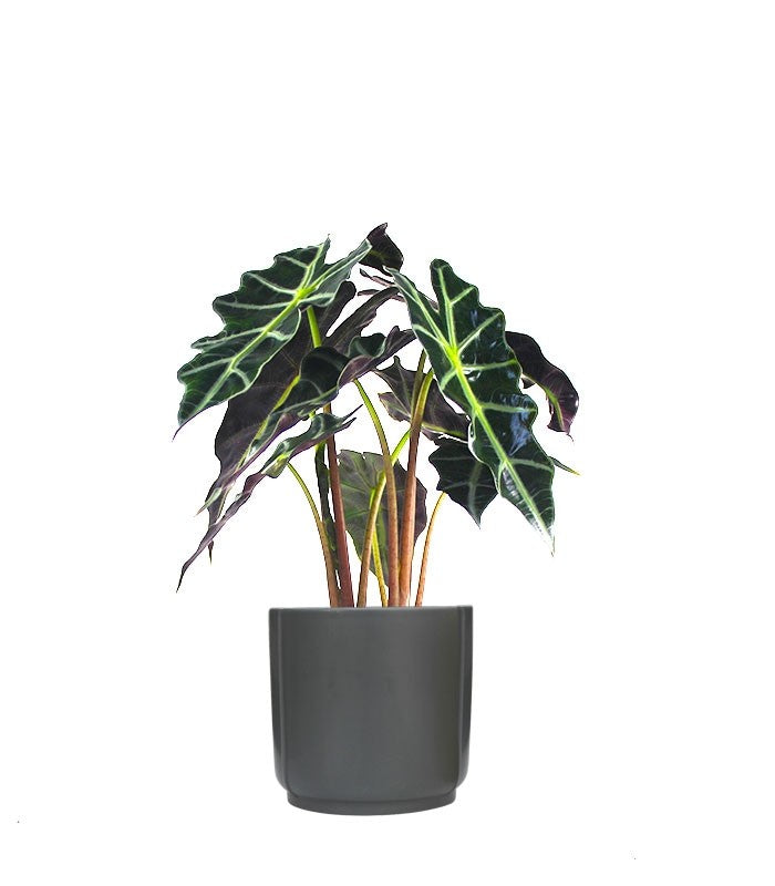 Alocasia