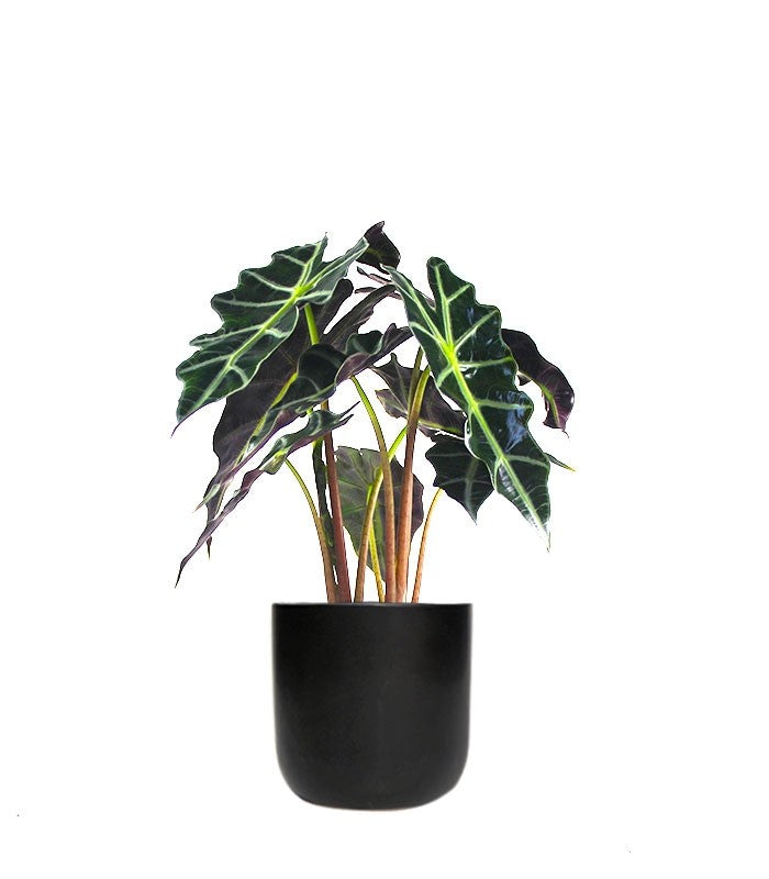 Alocasia