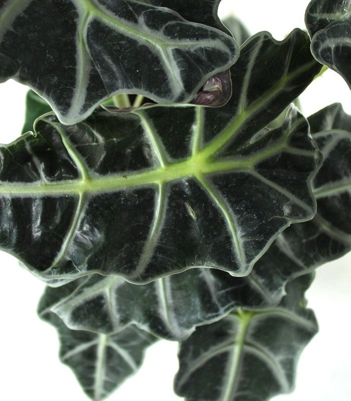 Alocasia