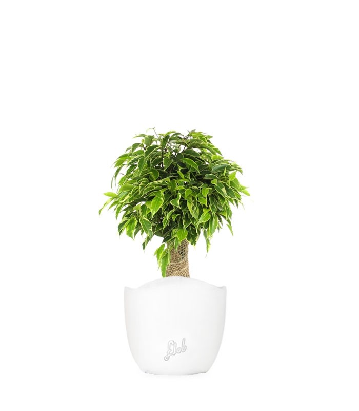 Ficus benjamin -  tronchetto