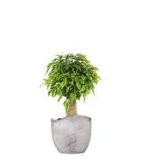 Ficus benjamin -  tronchetto