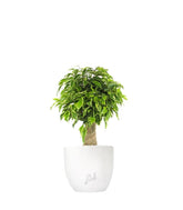 Ficus benjamin -  tronchetto