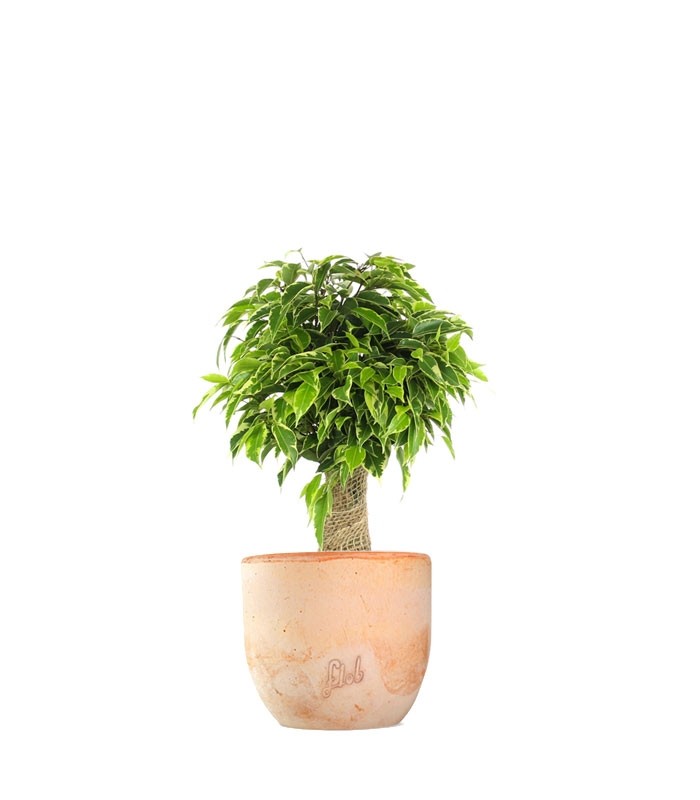 Ficus benjamin -  tronchetto