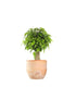 Ficus benjamin -  tronchetto