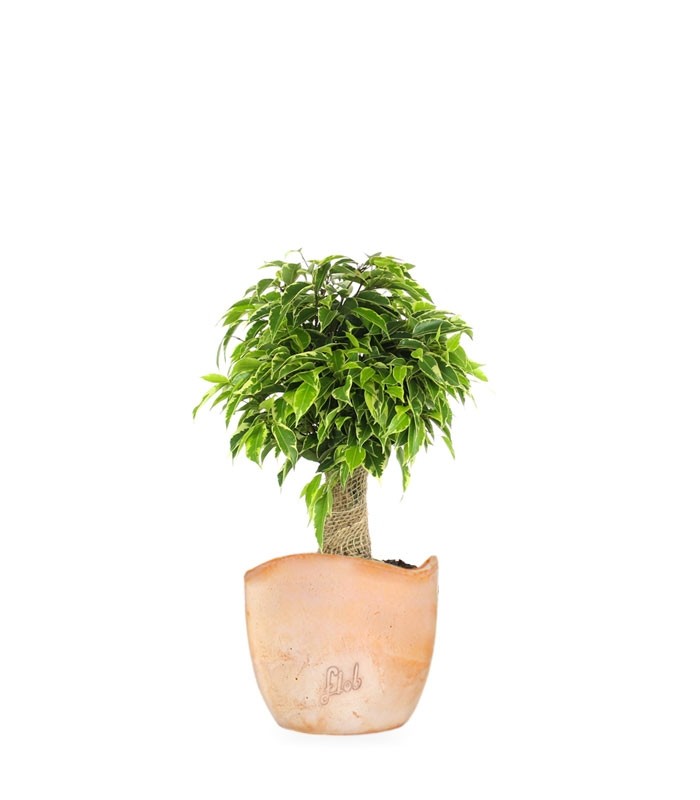 Ficus benjamin -  tronchetto