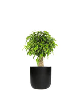 Ficus benjamin -  tronchetto