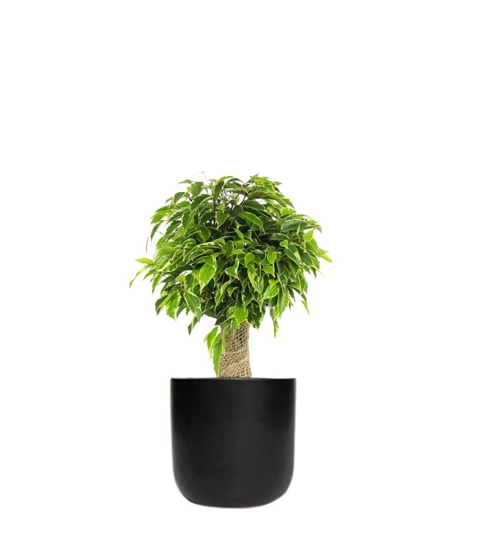 Ficus benjamin -  tronchetto