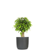 Ficus benjamin -  tronchetto