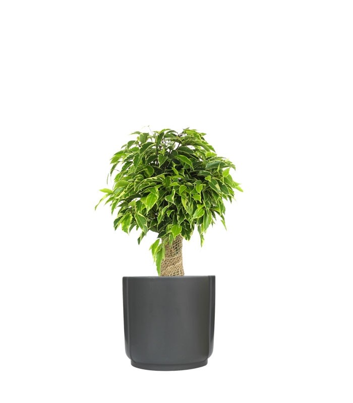 Ficus benjamin -  tronchetto