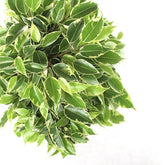 Ficus benjamin -  tronchetto