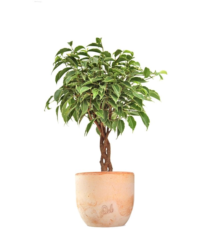 Ficus Benjamin Intrecciato