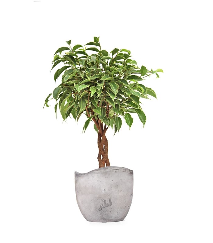Ficus Benjamin Intrecciato
