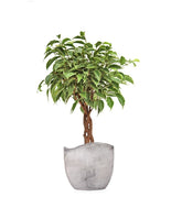 Ficus Benjamin Intrecciato
