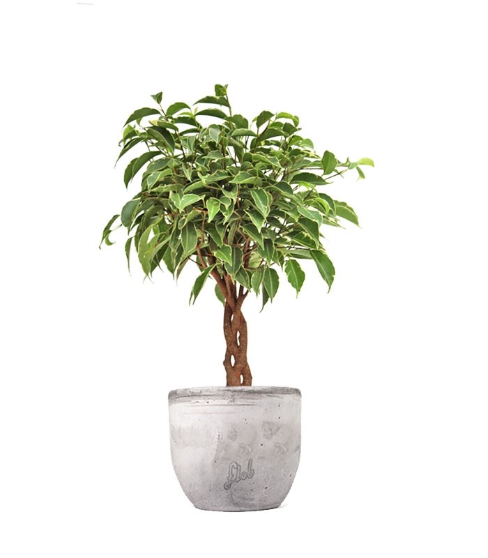 Ficus Benjamin Intrecciato