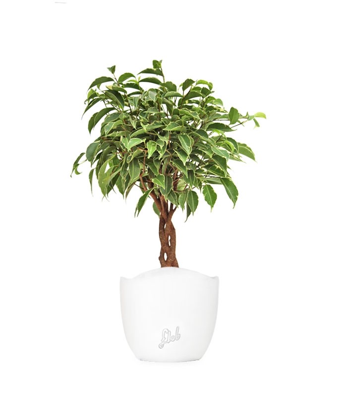 Ficus Benjamin Intrecciato