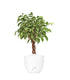 Ficus Benjamin Intrecciato