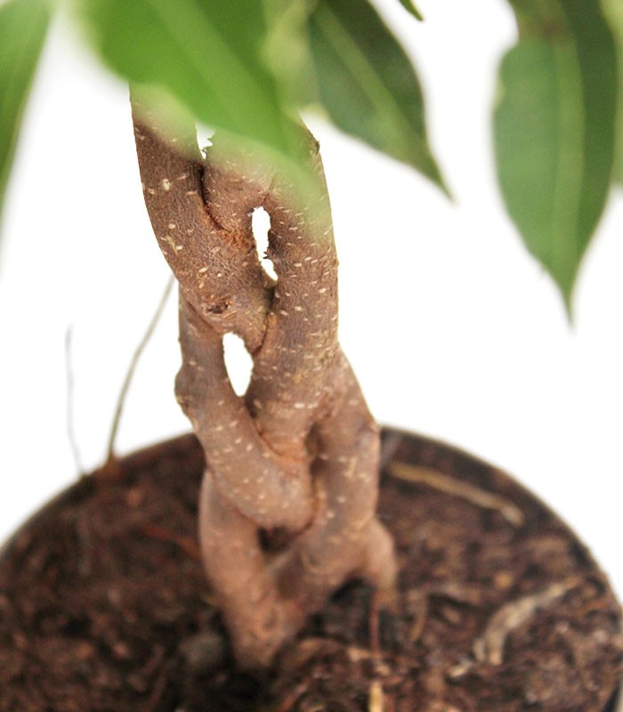Ficus Benjamin Intrecciato