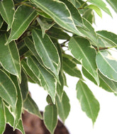 Ficus Benjamin Intrecciato
