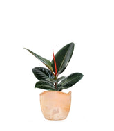 Ficus Elastica - Robusta