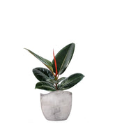 Ficus Elastica - Robusta