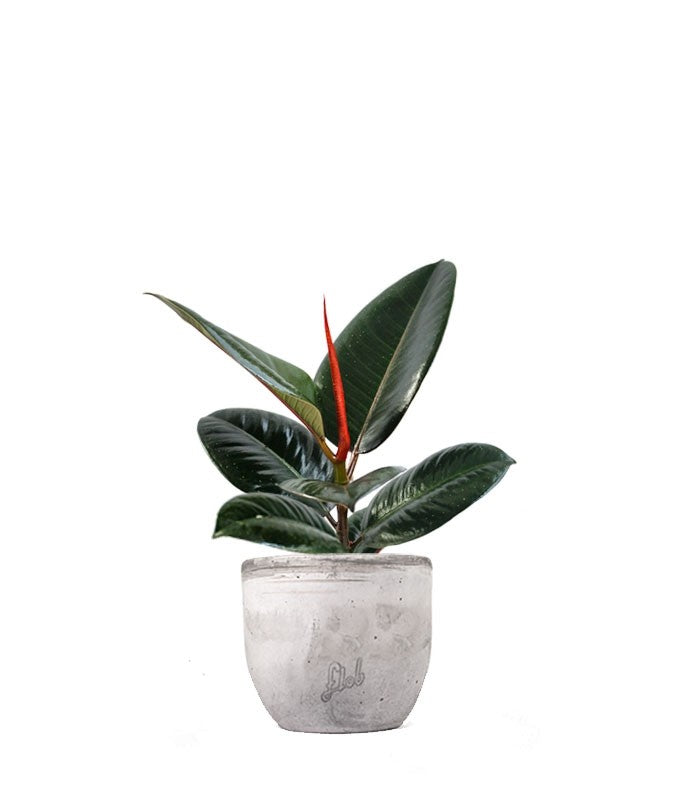 Ficus Elastica - Robusta