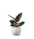 Ficus Elastica - Robusta