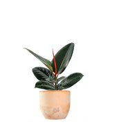 Ficus Elastica - Robusta