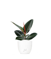 Ficus Elastica - Robusta