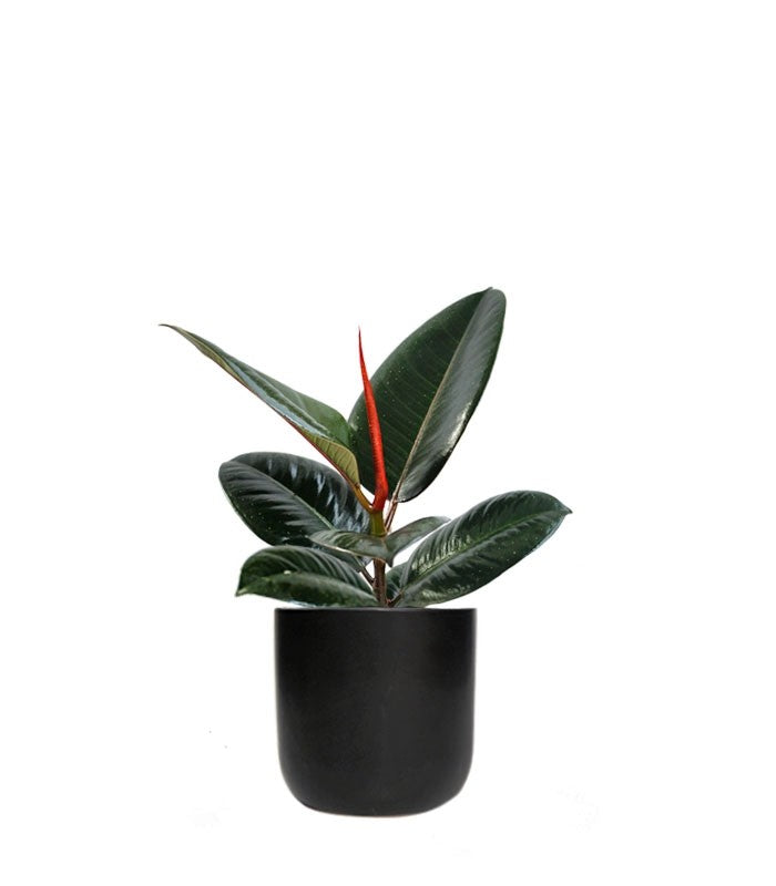 Ficus Elastica - Robusta