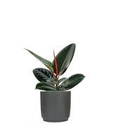 Ficus Elastica - Robusta