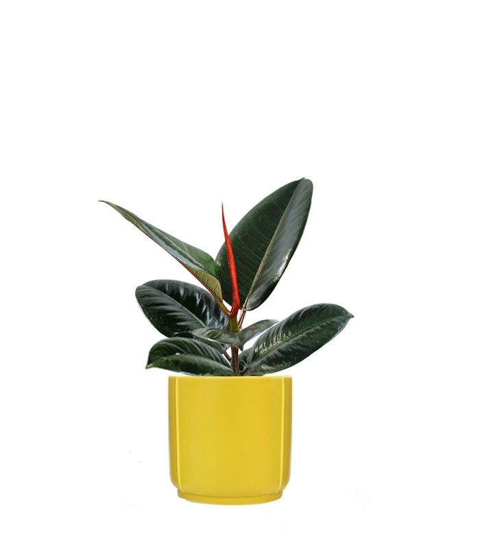 Ficus Elastica - Robusta