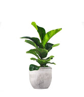Ficus Lyrata Bambino