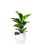 Ficus Lyrata Bambino
