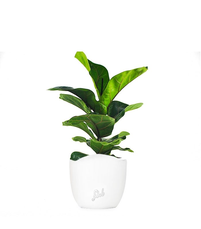 Ficus Lyrata Bambino